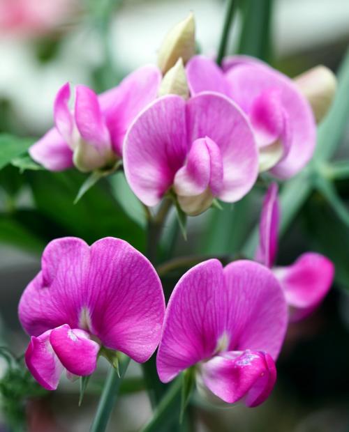 Be Loved by Nature  Sweet Pea    