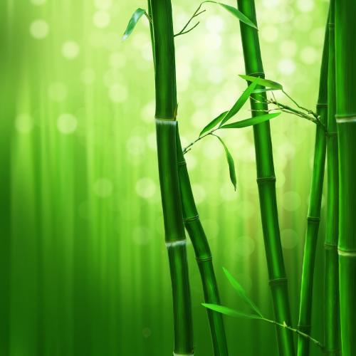 Be Loved by Nature  Bamboo